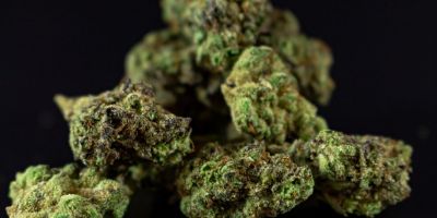 addictive marijuana